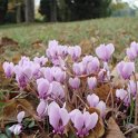 Cyclamen hederifolium fleur